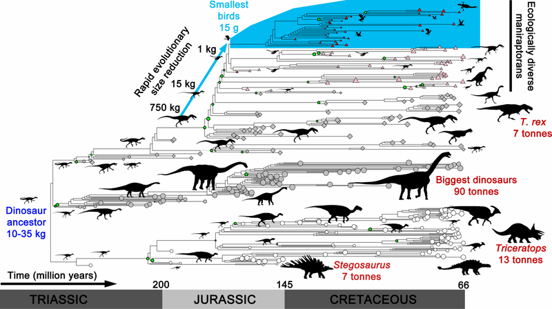 Illustration for article titled Dinosaurs Avoided Total Extinction By Getting Smaller And Smaller